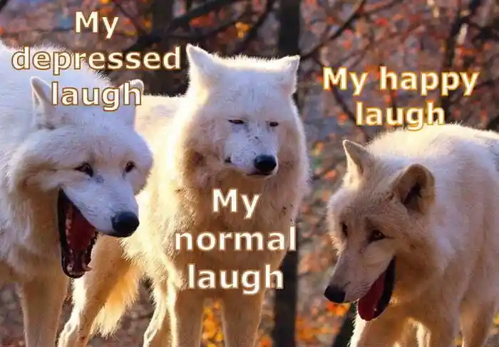Laughing wolves meme show varied laughs