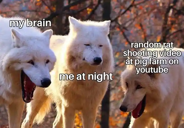 Laughing wolves meme late night youtube
