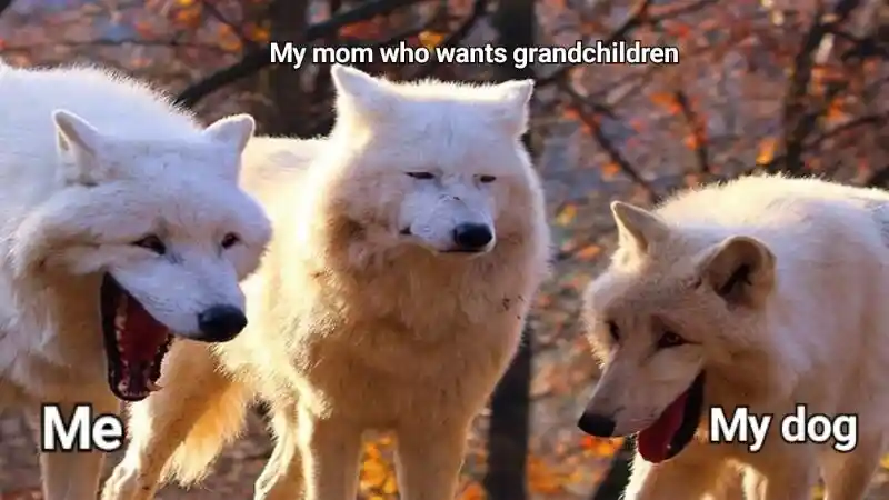 Laughing wolves meme mom wants grandkids
