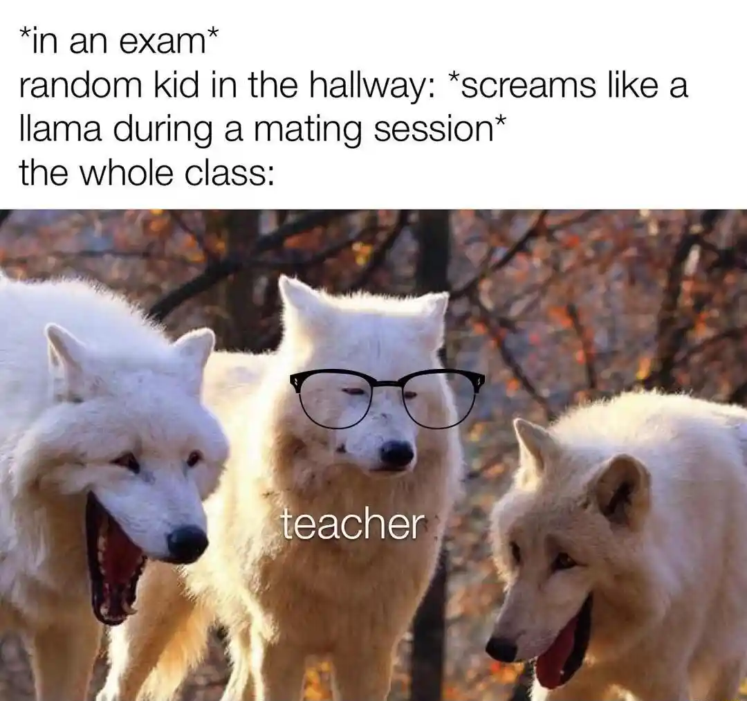 Laughing wolves meme hold laugh in exam