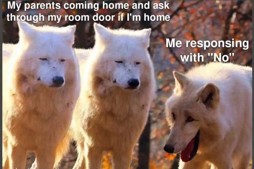 Laughing wolves meme parent ask i say no