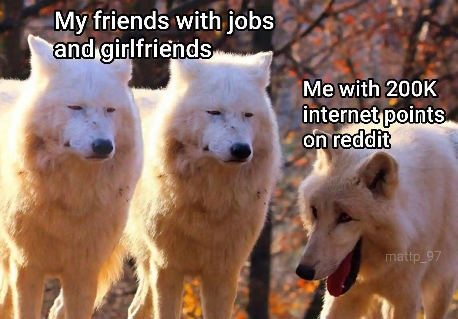 Laughing wolves meme proud of 200k reddit points