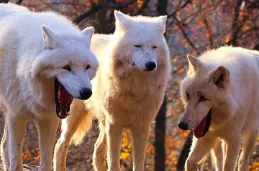 Laughing wolves meme