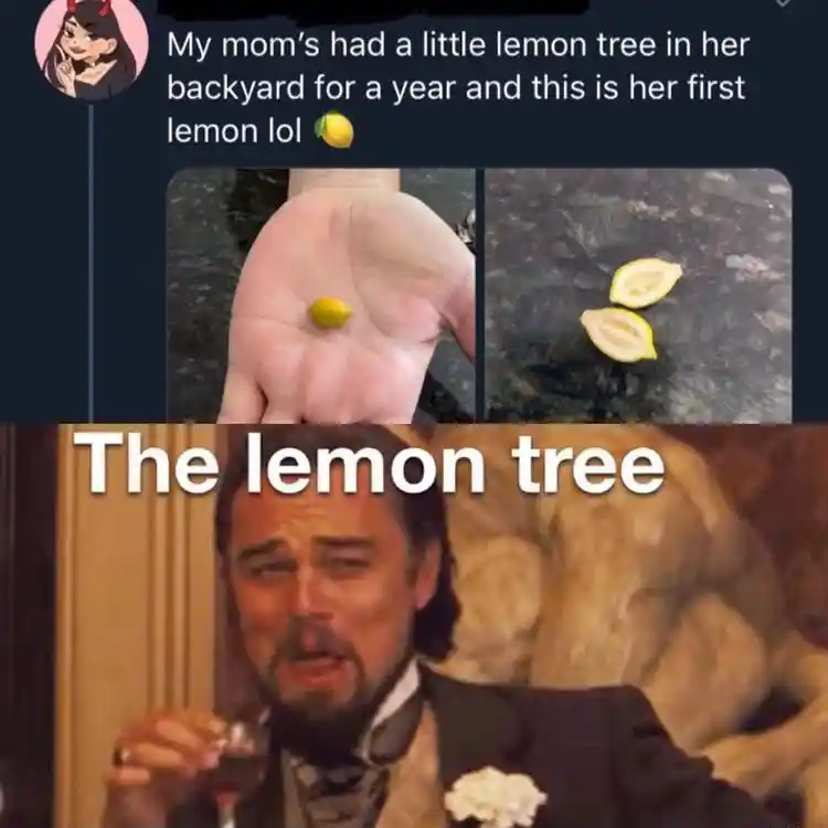 Leo laughing meme laughing at tiny lemon
