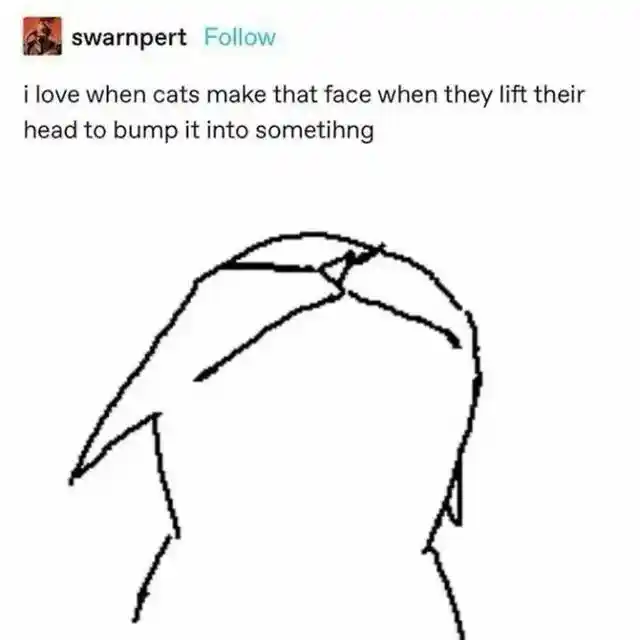Cat head bump meme of cute squished face