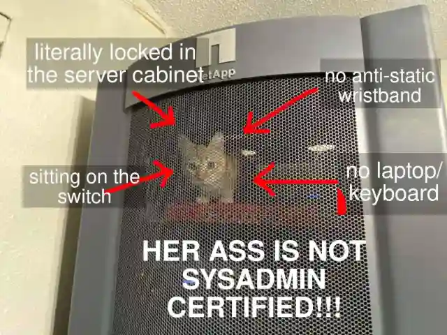 Server cabinet cat meme no sysadmin cert