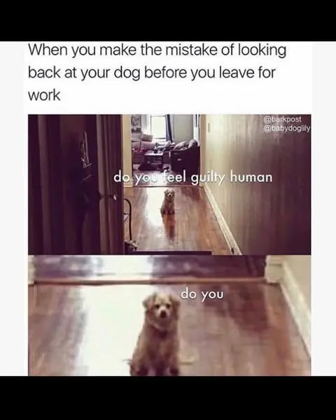 Dog leaving work meme feel guilty
