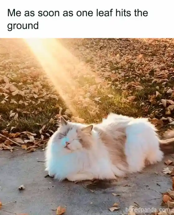 Leaf hits ground meme relax in warm sun