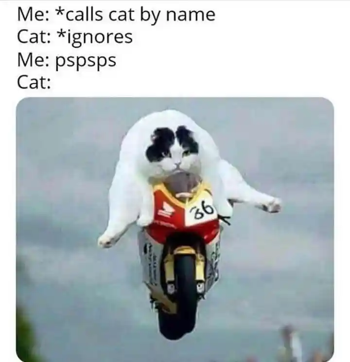 Pspsps cat meme cat zooms over excitedly