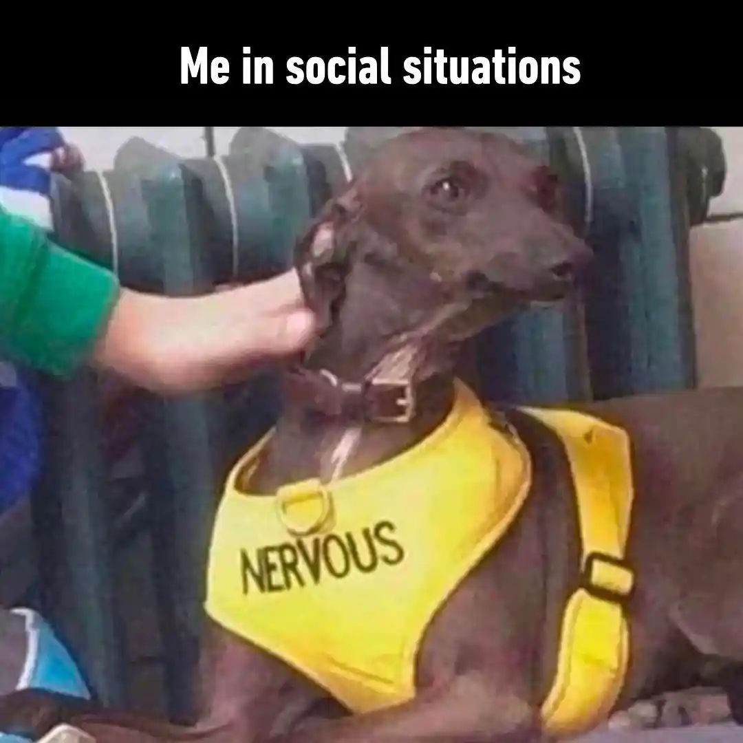 Nervous dog meme being awkward in public