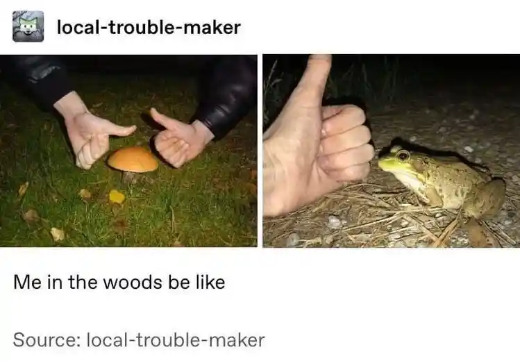 Mushroom frog meme hand framed in woods