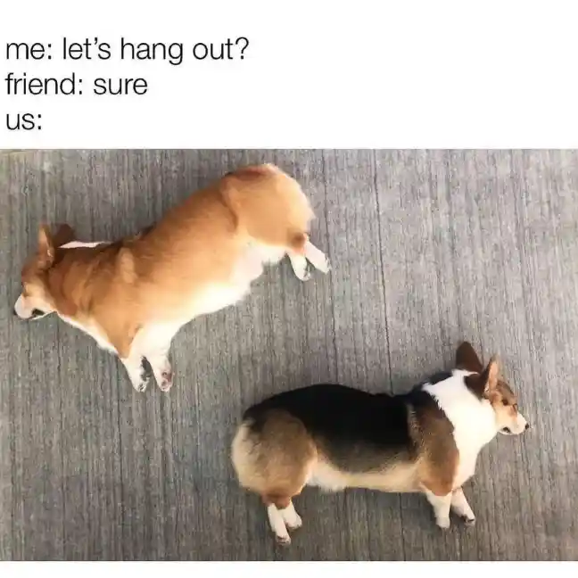 Two corgis hang out meme laying lazily