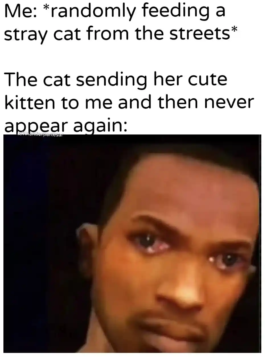 Stray cat leaves kitten meme makes you teary