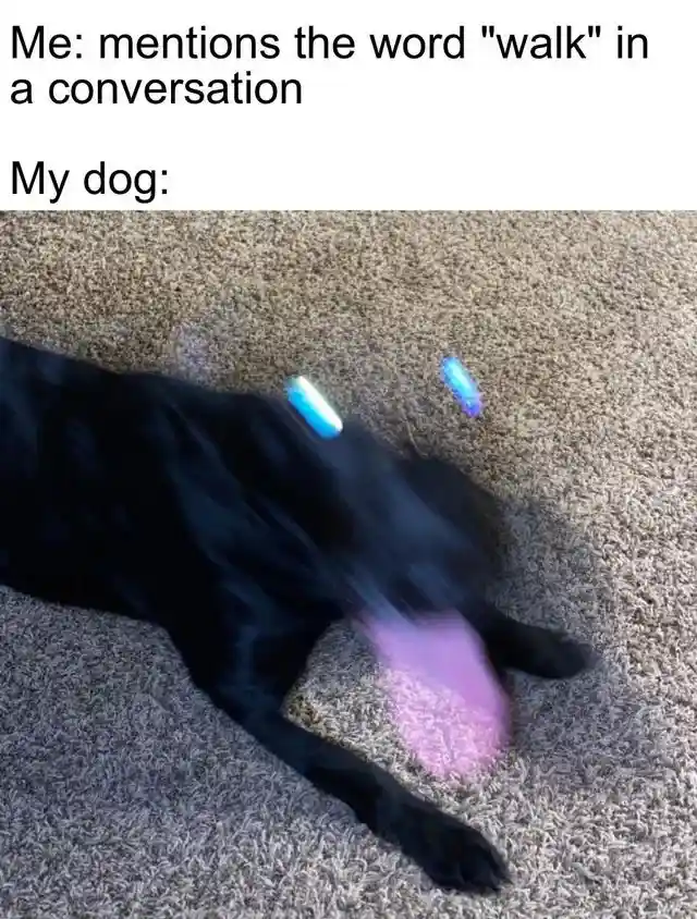 Dog walk mention meme gets super excited