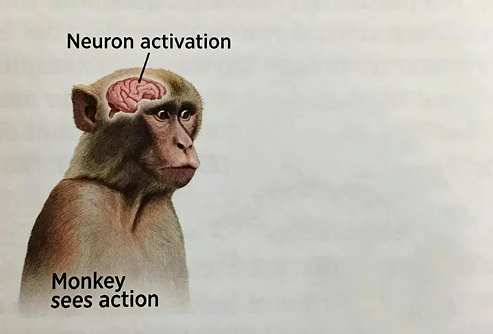 Monkey neuron activation meme template