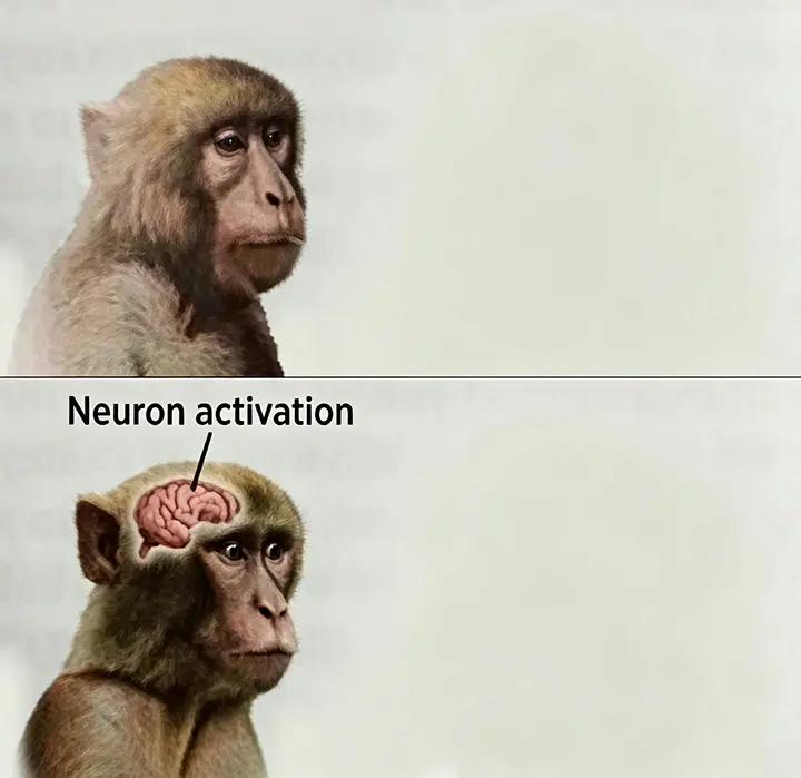 Monkey neuron activation meme