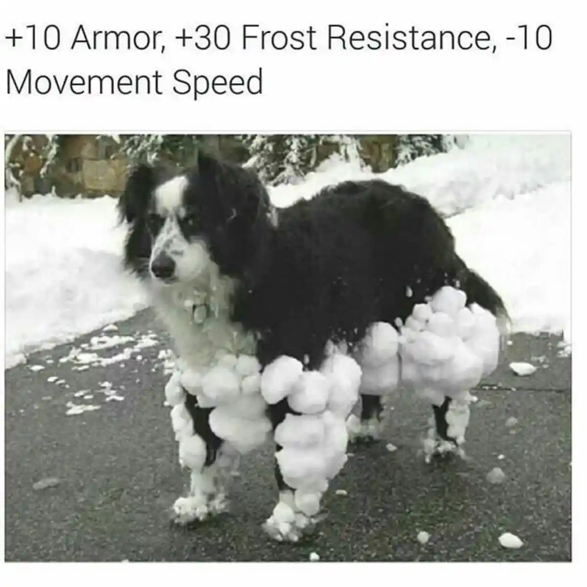 Snow paws dog meme gets rpg stat changes
