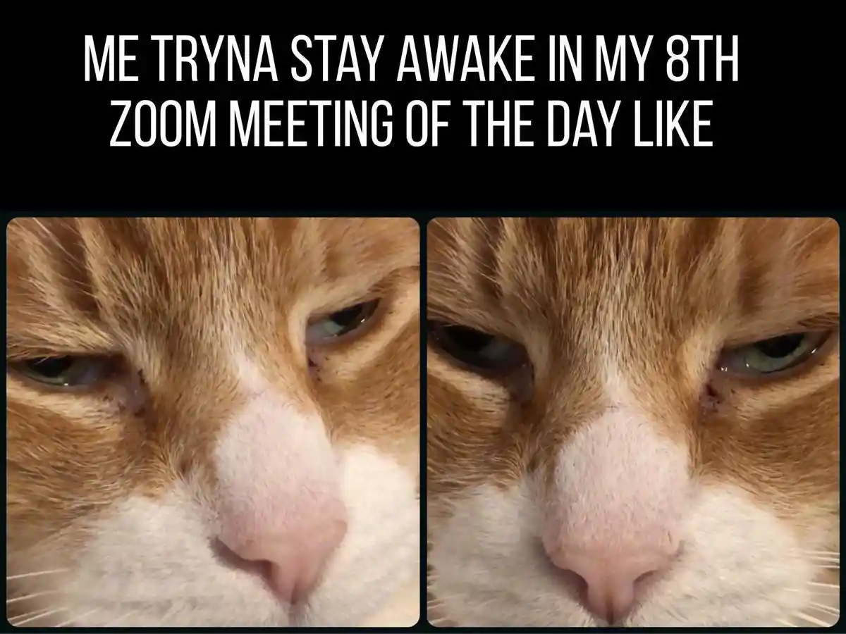 Sleepy cat meme trying to stay awake in zoom calls