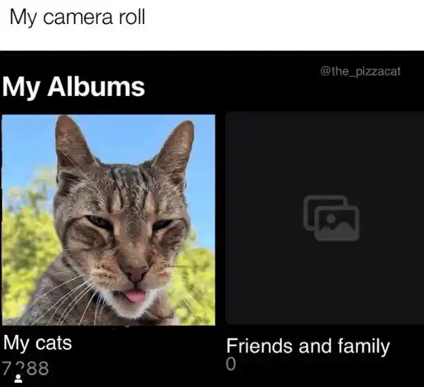 My camera roll meme has lots of cat pics