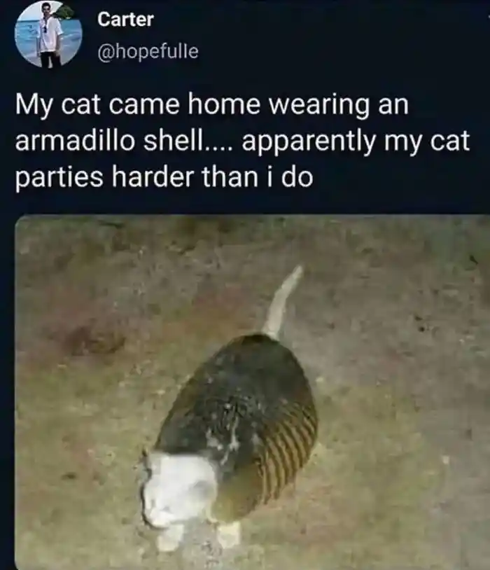 Armadillo shell cat meme parties harder than its owner
