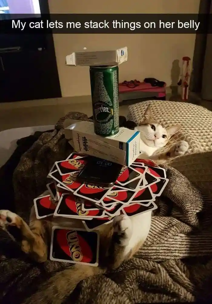 Cat belly item stack meme staying calm
