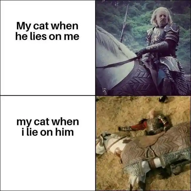 Cat lie on owner meme funny contrast