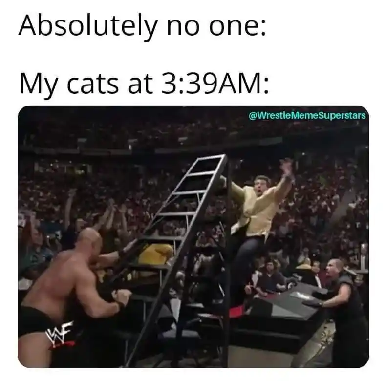 My cats at 339am meme going chaotic late at night