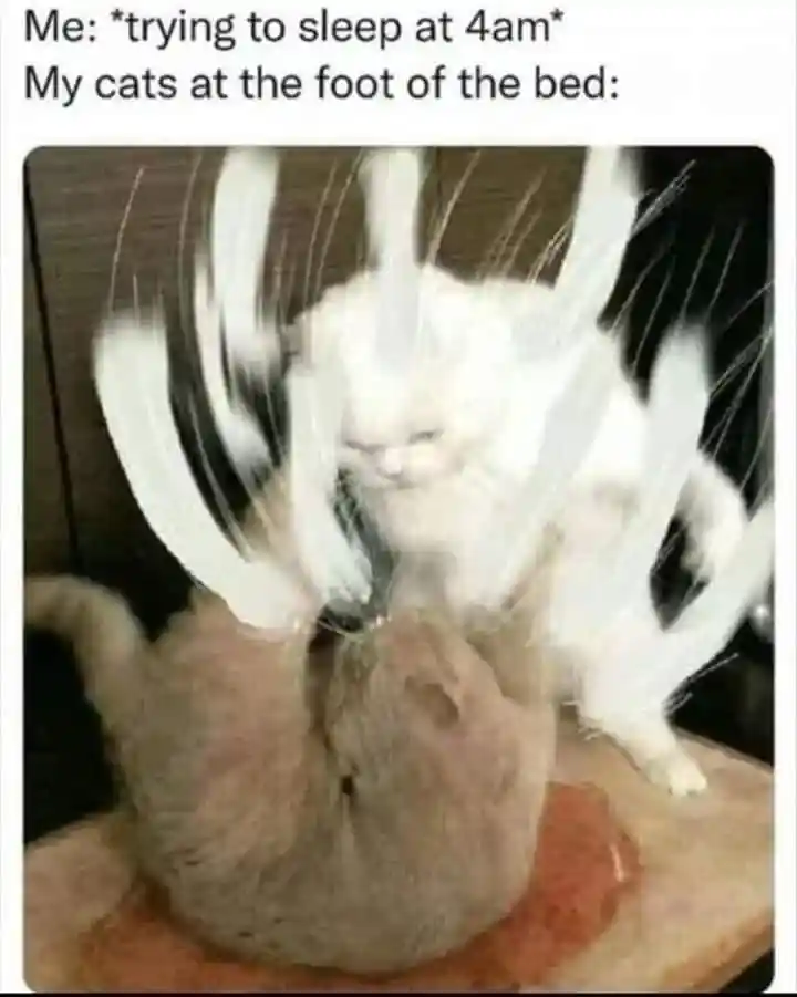 4am cat meme ruining your sleep in bed
