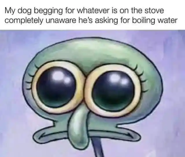 Dog begging for boiling water meme