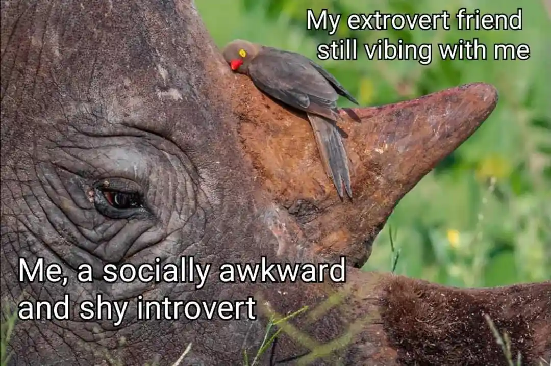 Introvert meme vibes with extrovert pal