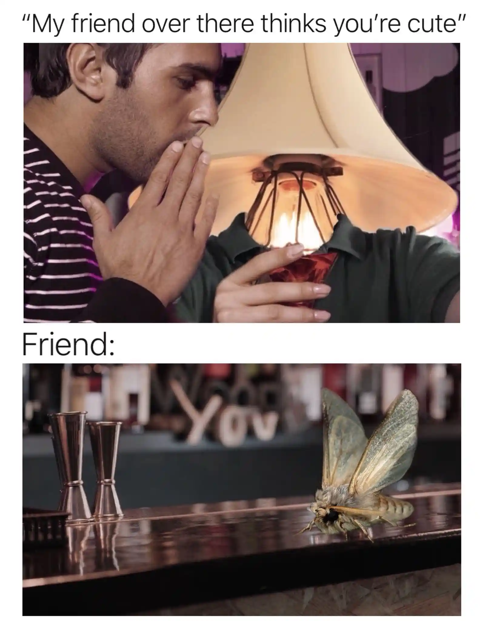 Moth bar meme gets told friend thinks lamp is cute