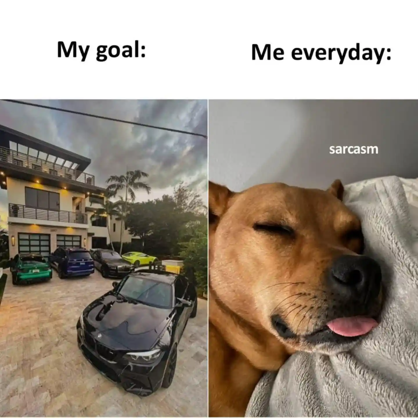 Life goal meme lazy dog napping all day