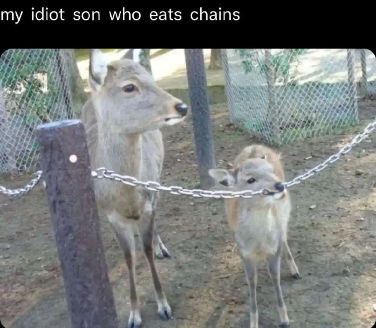 Deer son eats chains meme dumb vibe