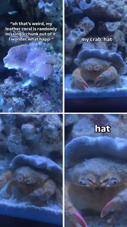 Crab uses coral as hat meme silly moment