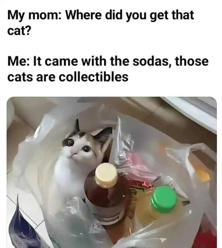 Cat came with sodas meme telling mom
