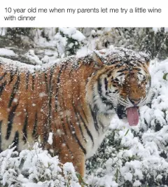 Kid trying wine meme tipsy in snow