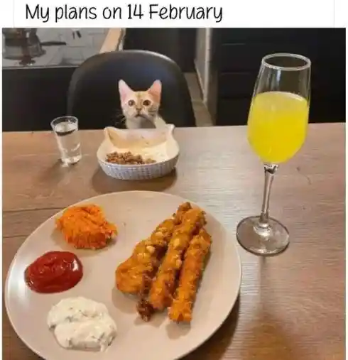 Feb 14 valentine cat meme having dinner
