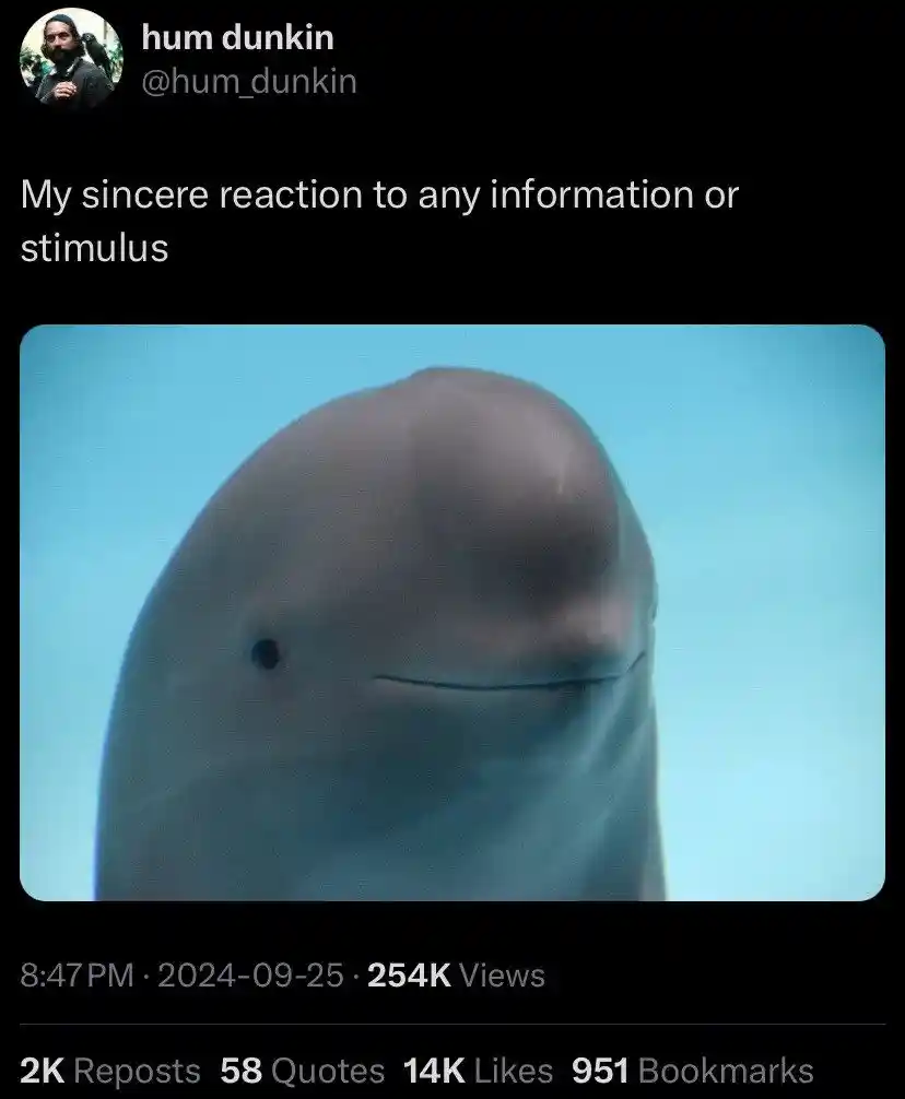 Smug whale meme react to any info calmly