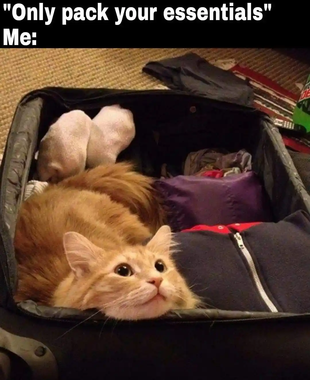 Packing essentials meme cat in suitcase