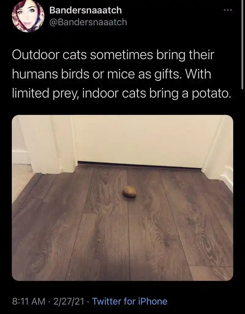 Indoor cat potato meme as cute prey gift