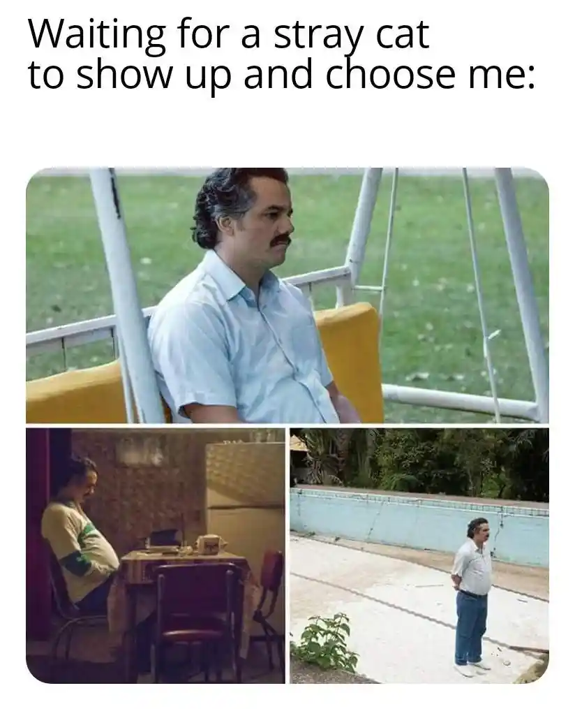 Pablo escobar waiting meme wait for stray cat