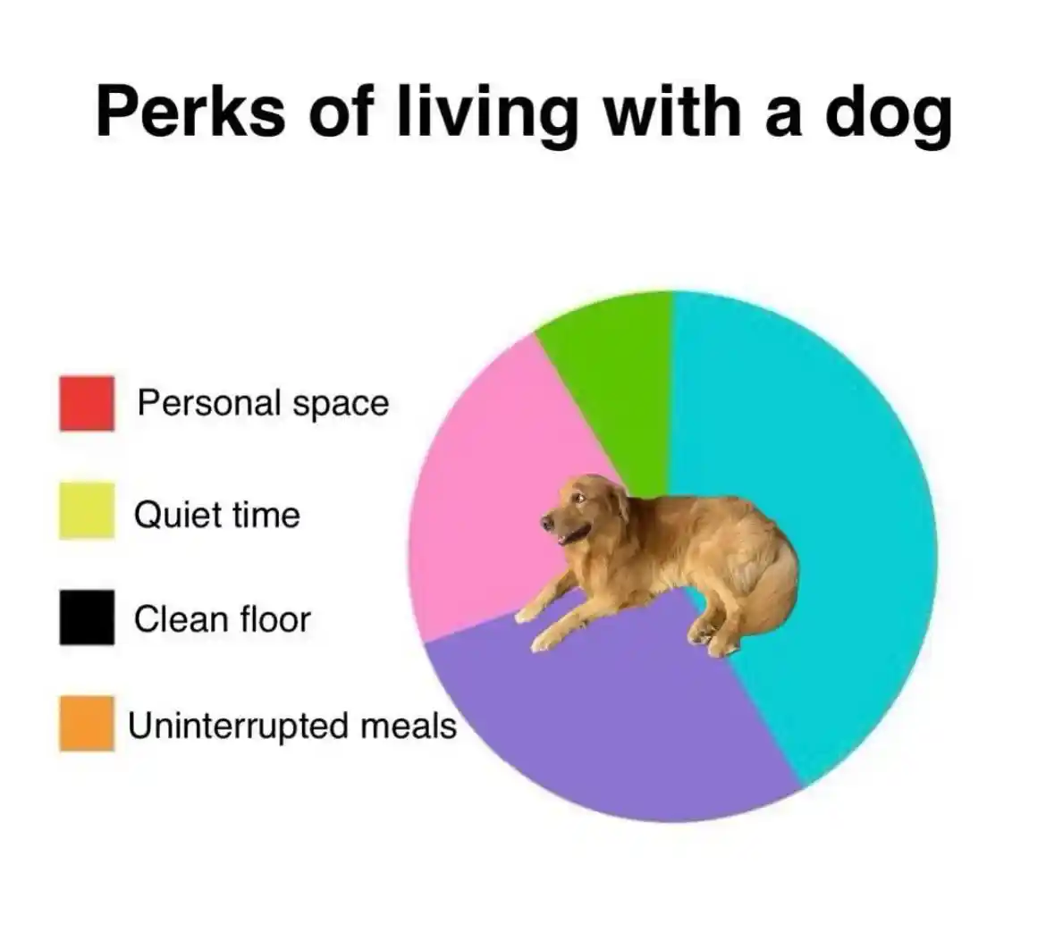Dog living perks meme no personal space