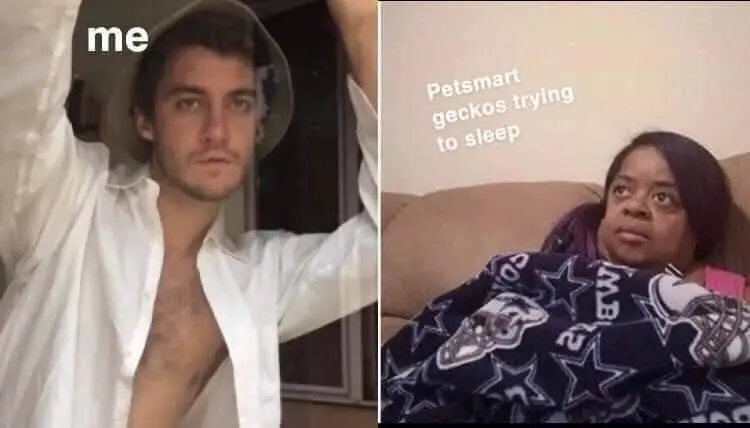 Petsmart geckos meme disturbed by me while trying to sleep