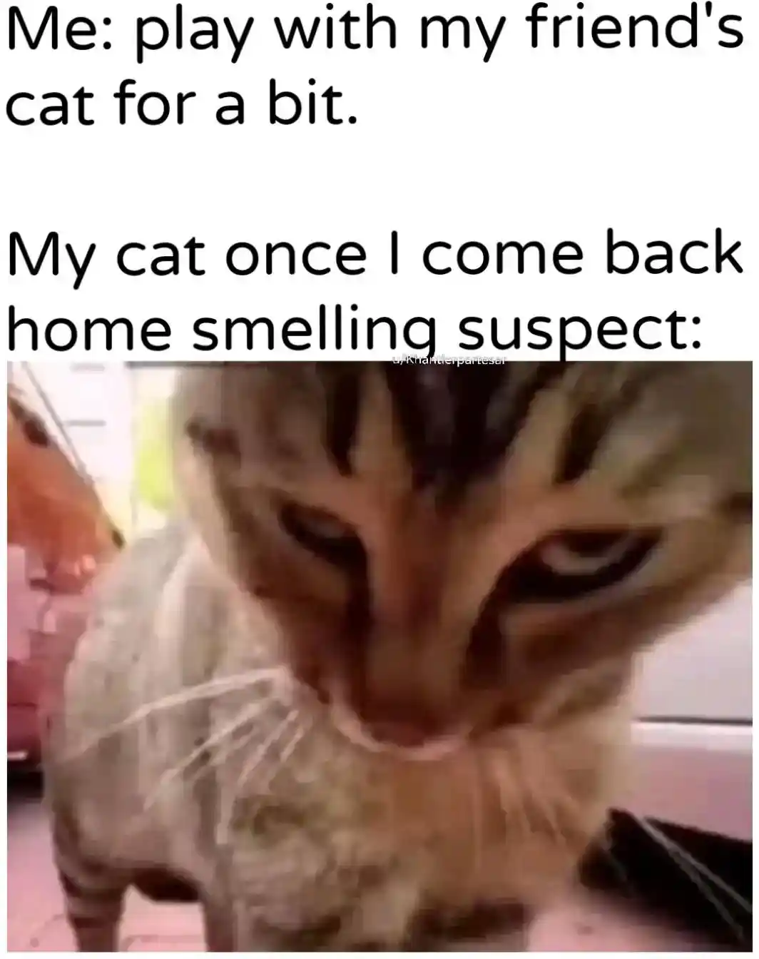 Jealous cat meme stares at you after you play with other cat
