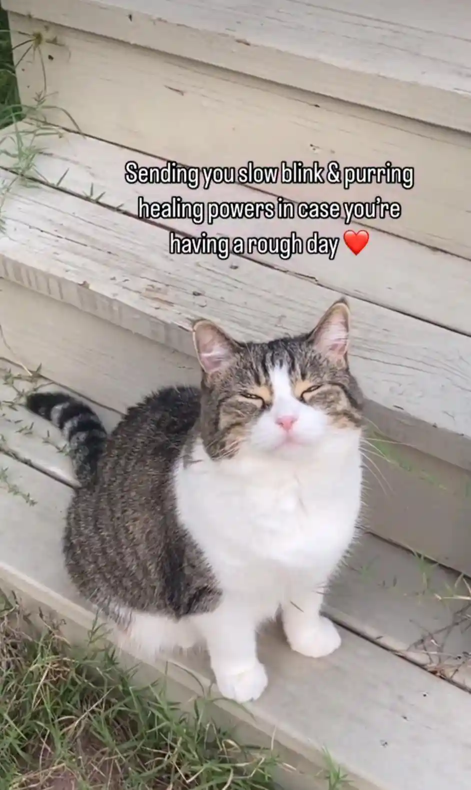 Cat healing meme cheer you on rough day