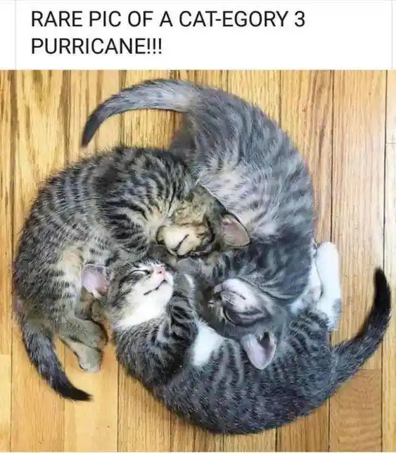 Category 3 purricane meme curled napping