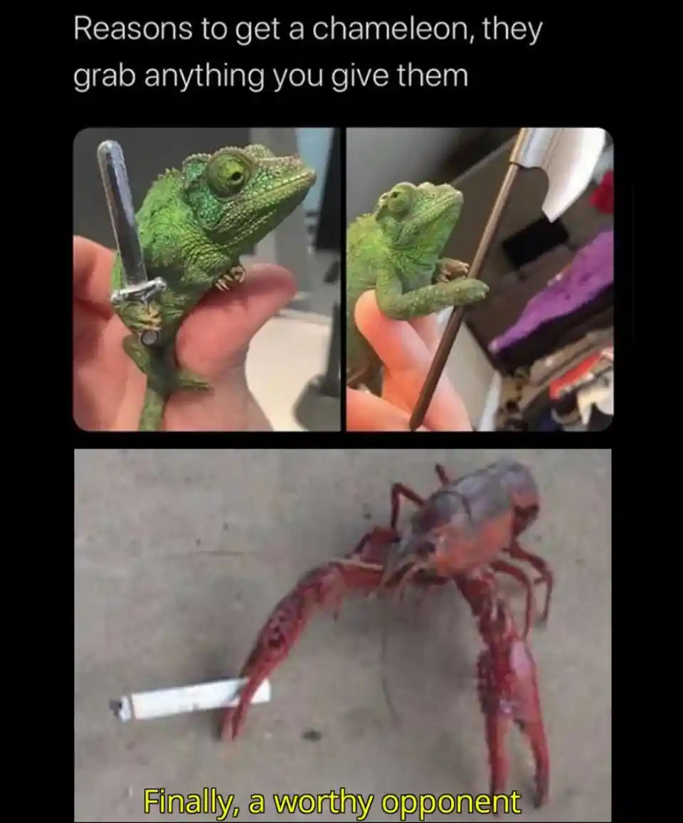 Chameleon crayfish meme holding weapons