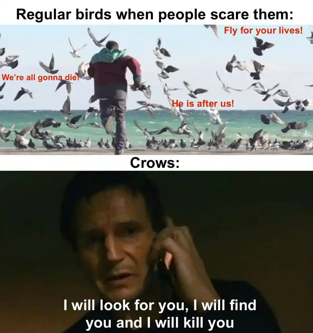 Depressed wojak meme birds vs crows