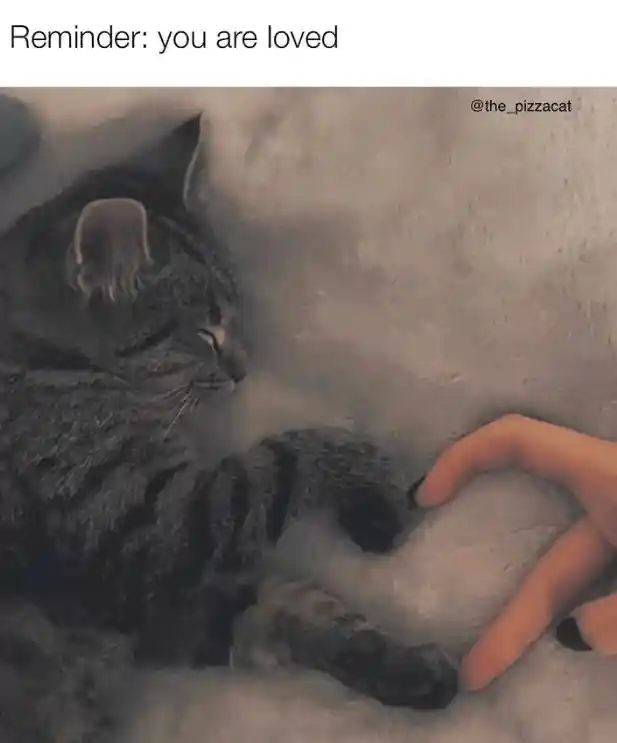 You are loved cat meme touch paws softly
