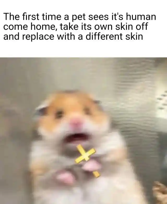 Scared hamster meme sees human swap skin